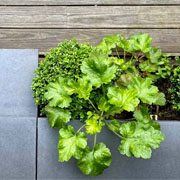 planterbox of succulents