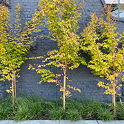 a row of small trees